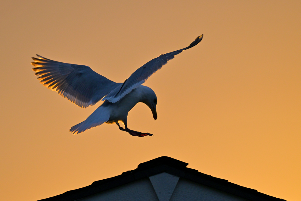Glaucous-winged Gull Glaucous-winged Gull
